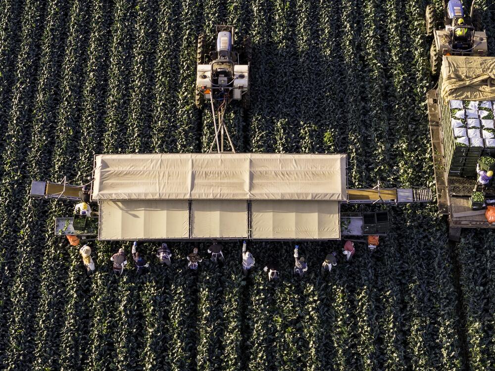 In this file photo, an aerial view shows farm workers harvesting broccoli near the U.S.-Mexico border on March 9, 2024, in Yuma, Ariz.