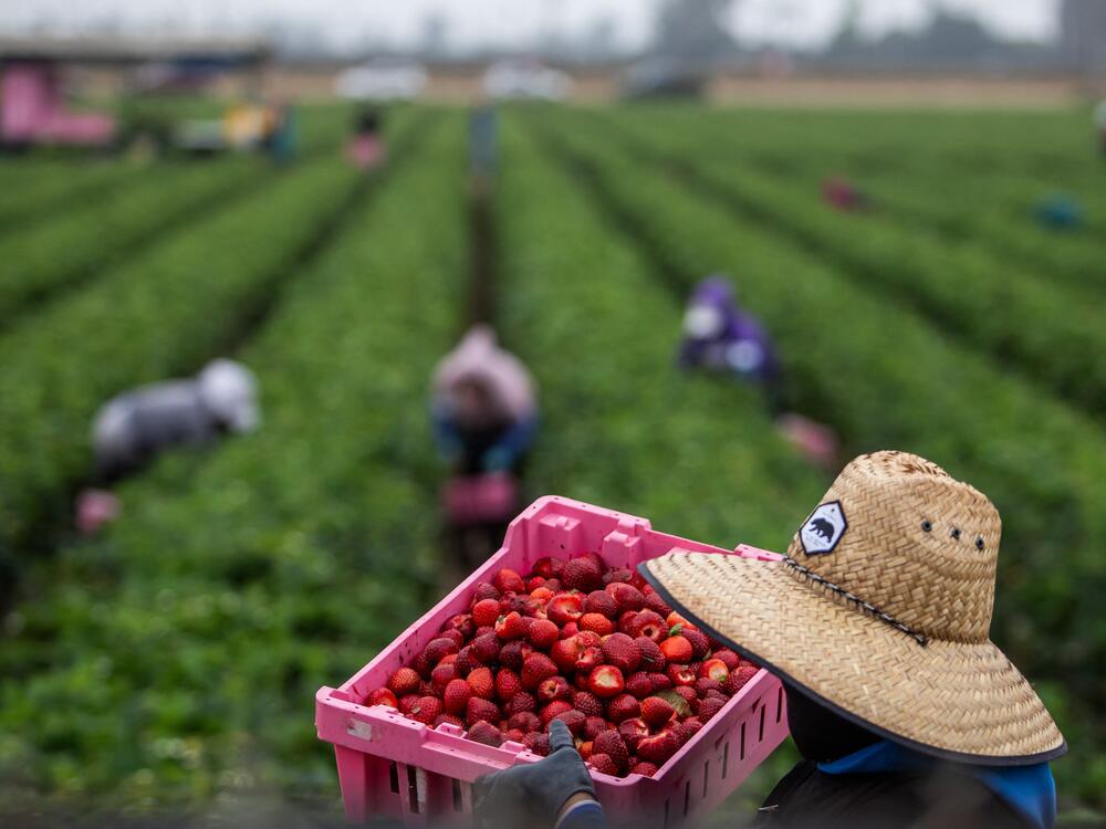 Farmworkers work in a strawberry field on June 12 in Oxnard, California. ICE worksite enforcement operations targeting farms and meat packing plants, as well as those targeting other immigrant-dependent industries, sparked controversy.