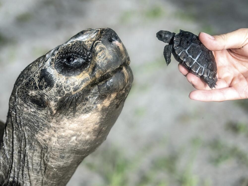 In this image provided by Zoo Miami, Goliath, a 517-pound (234-kilogram) Galapagos tortoise at Zoo Miami, meets his first offspring on June 12, 2025, in Miami.
