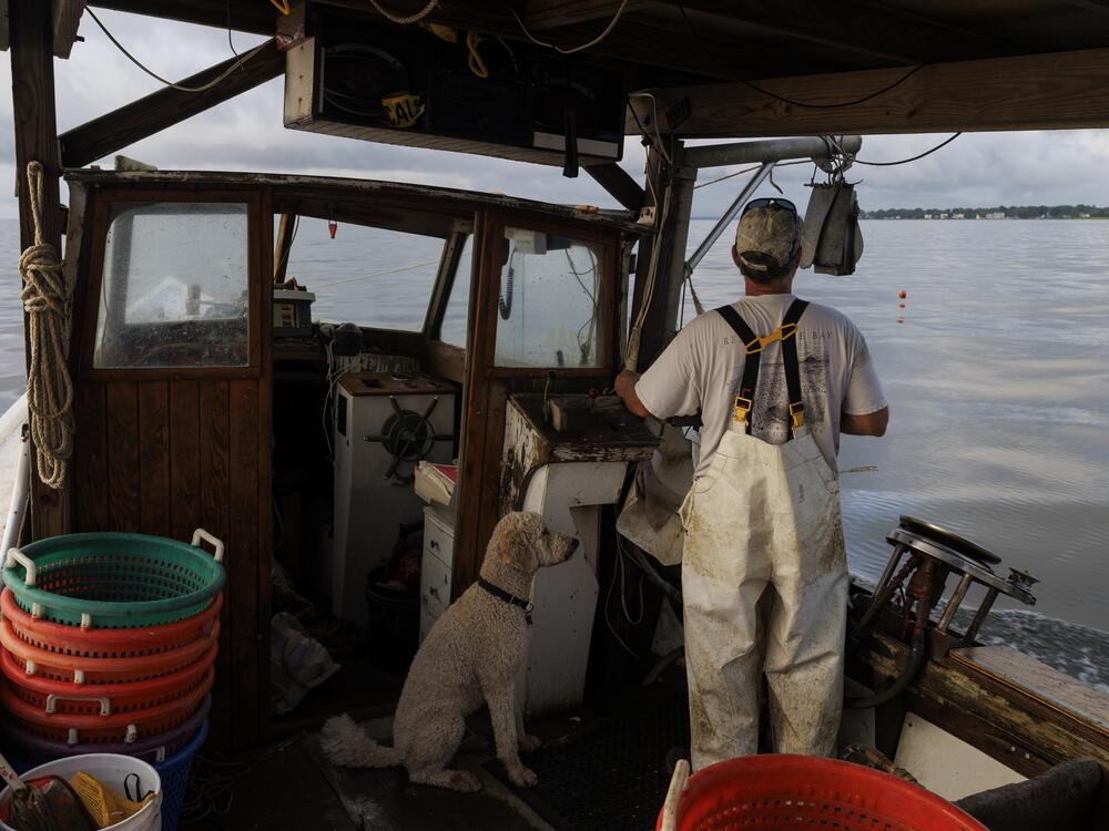 Scerbo and his dog, Skipper, check crab pots in the bay.