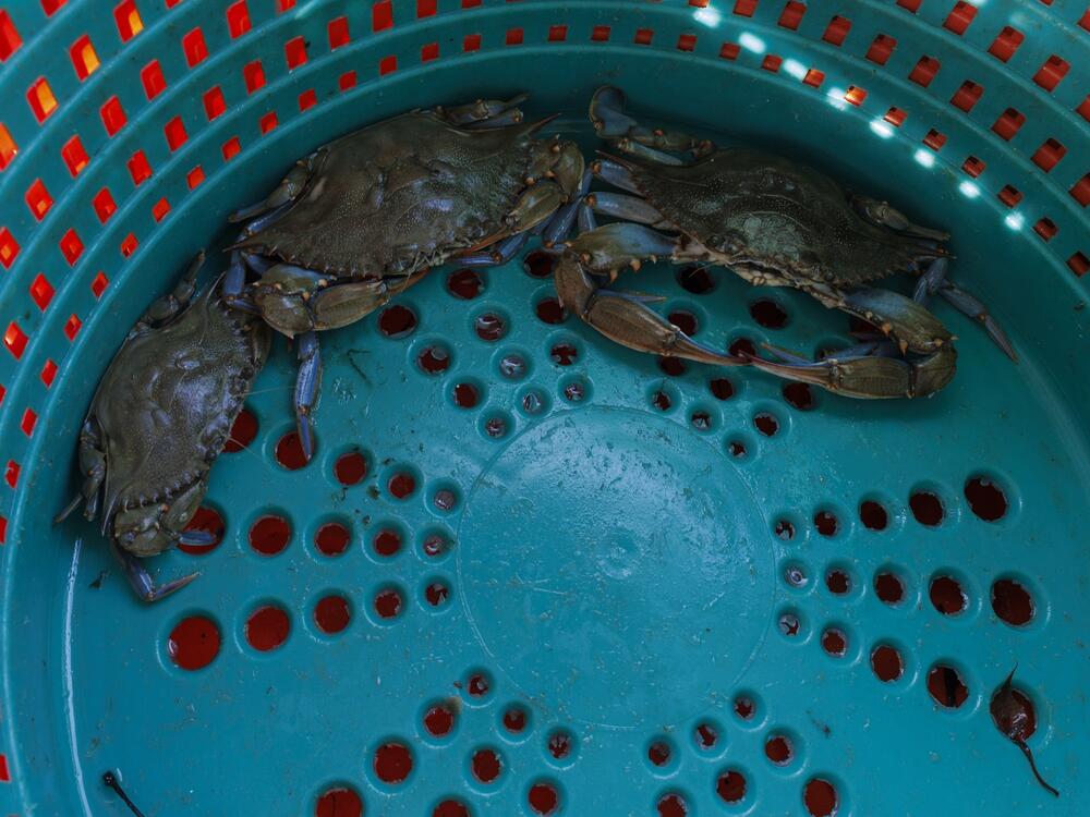 A few of the Chesapeake's iconic blue crabs caught by Doswell and Scerbo.