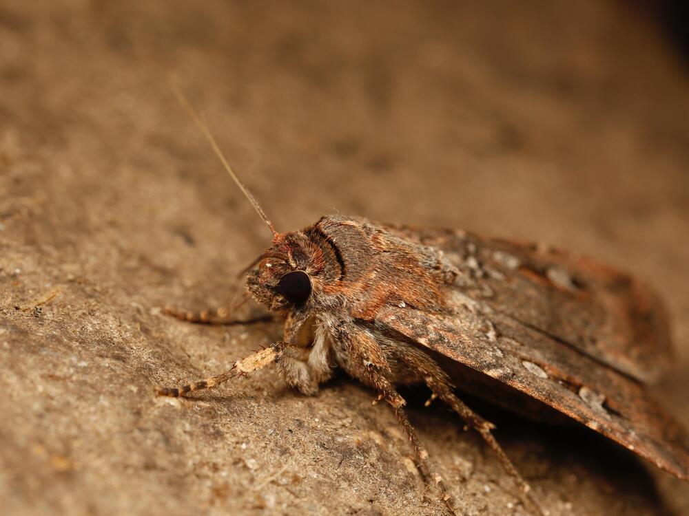Bogong moth, Agrotis infusa. Mt Ginini, ACT