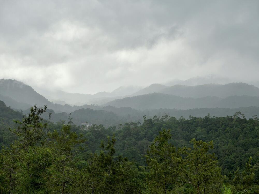 A large swathe of forest covers India's Western Ghat mountains, in Kerala's Wayanad District. The Western Ghat area is where the researchers collected audio.