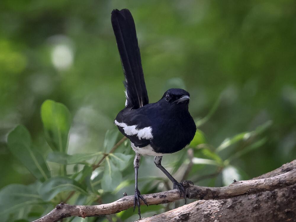 An oriental magpie-robin perches on a tree branch in Bangkok in 2022. The bird was among the species that researchers studied in a rainforest in India.