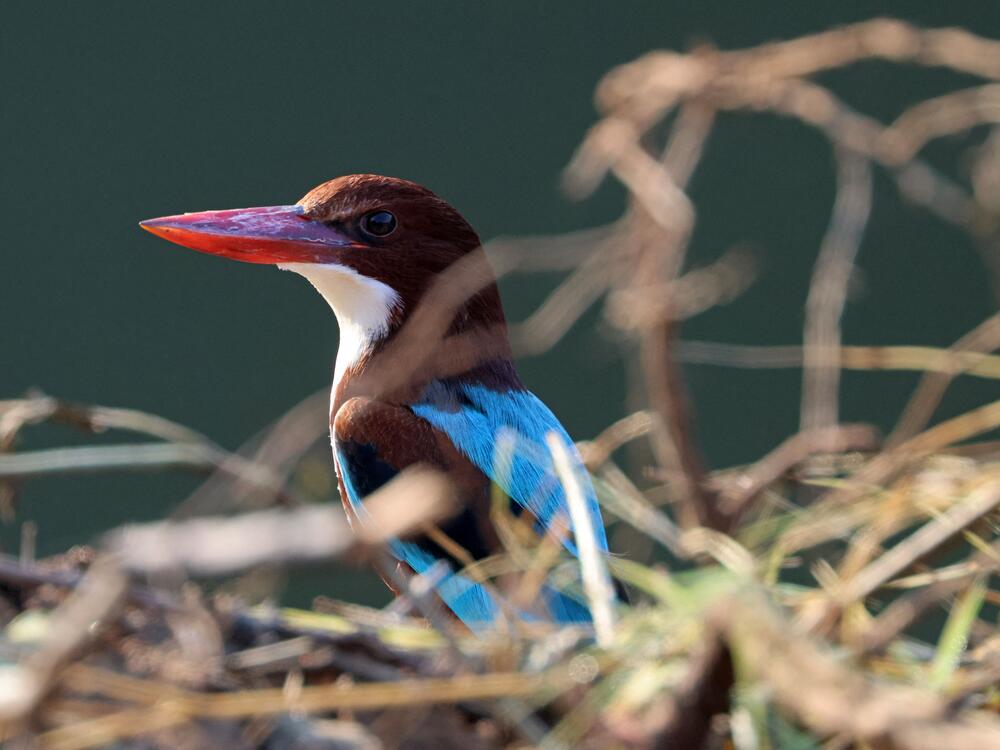 A white-throated kingfisher is pictured in India's Rajasthan state in 2013. The bird was among those studied that was most vocal at dawn instead of dusk.