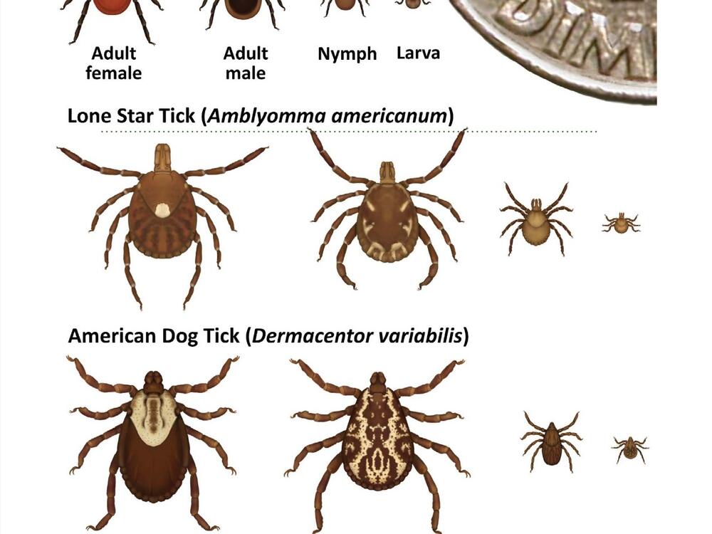 A chart from the CDC's <em>Tickborne Diseases Manual. </em>