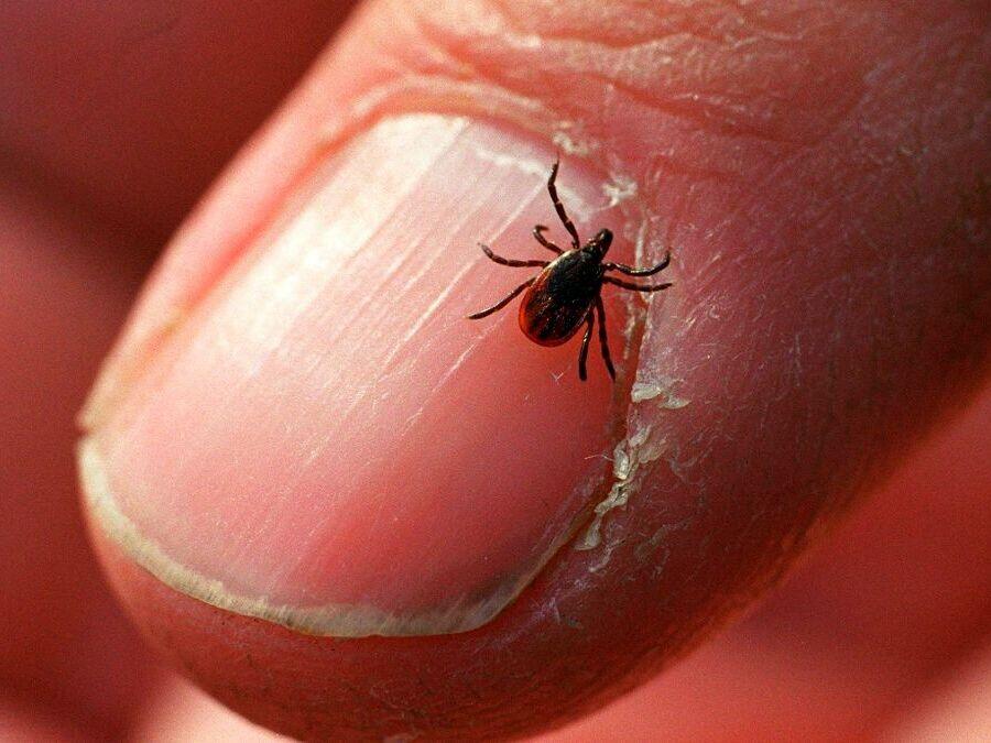 An adult deer tick. In some parts of the U.S., this type of tick often carries bacteria that causes Lyme disease, <em>Borrelia burgdorferi.</em>