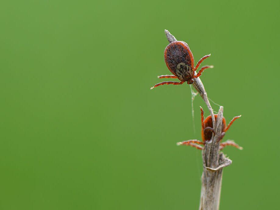 Ticks can carry <a href=