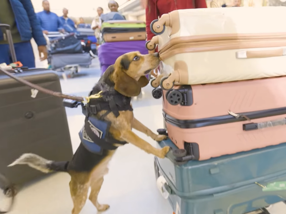 A 5-year-old Customs and Border Protection beagle named Freddie, pictured in a CBP Facebook video in March, was kicked and injured by a traveler this week during a bag search at Washington Dulles International Airport.