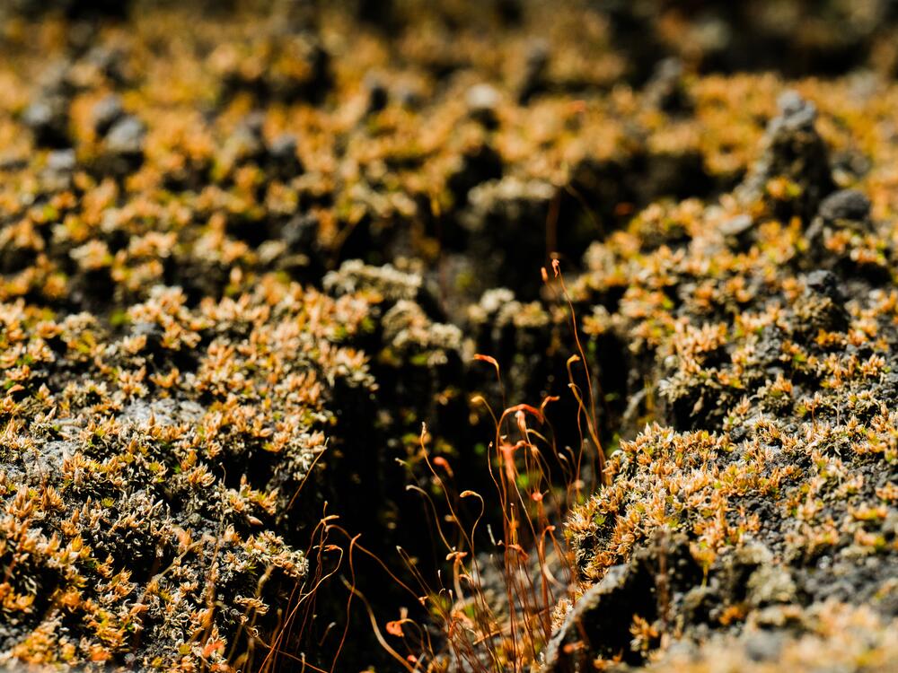 Moss, including funaria hydrometrica fruiting bodies, and cyanobacteria grow in soil in one of three greenhouse areas in the Landscape Evolution Observatory (LEO) at Biosphere 2 on June 20, 2025, in Oracle, Ariz.