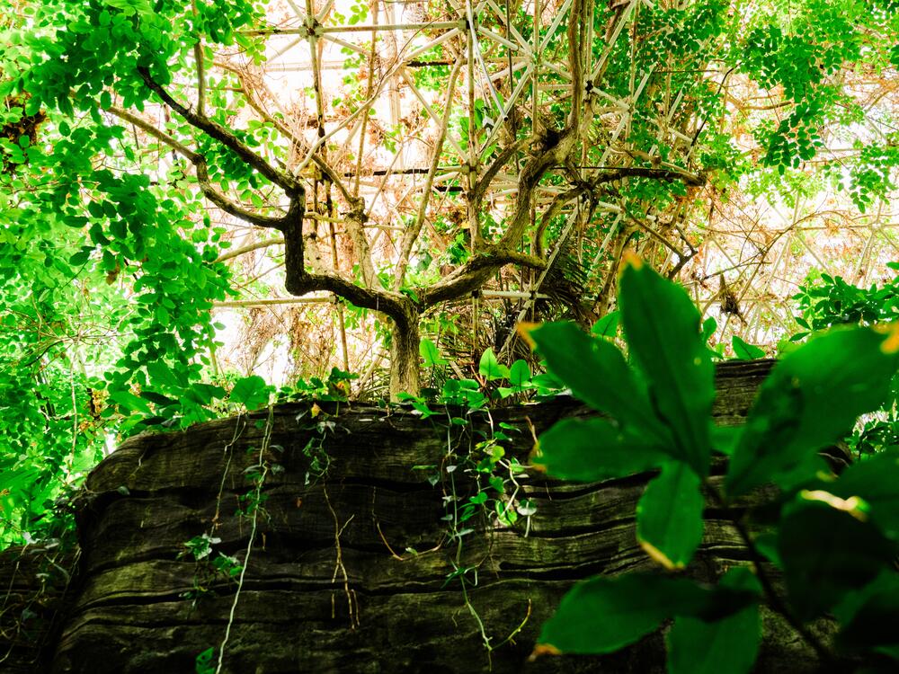 Cacao and coffee trees among other species grow in the rainforest at Biosphere 2 on June 20, 2025, in Oracle, Ariz., U.S.