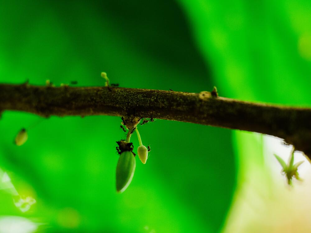 Ants climb on a cacao pod on one of the trees in the rainforest at Biosphere 2 on June 20, 2025, in Oracle, Ariz., U.S.