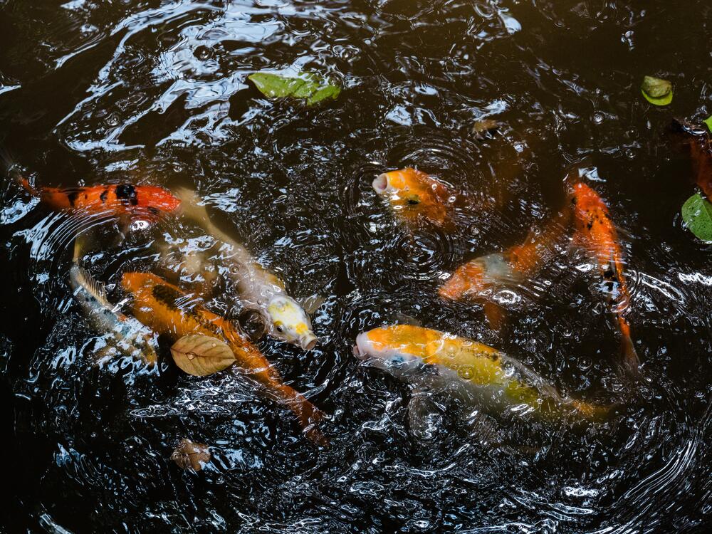 Koi fish swim to the surface in the rainforest at Biosphere 2 on June 20, 2025, in Oracle, Ariz.