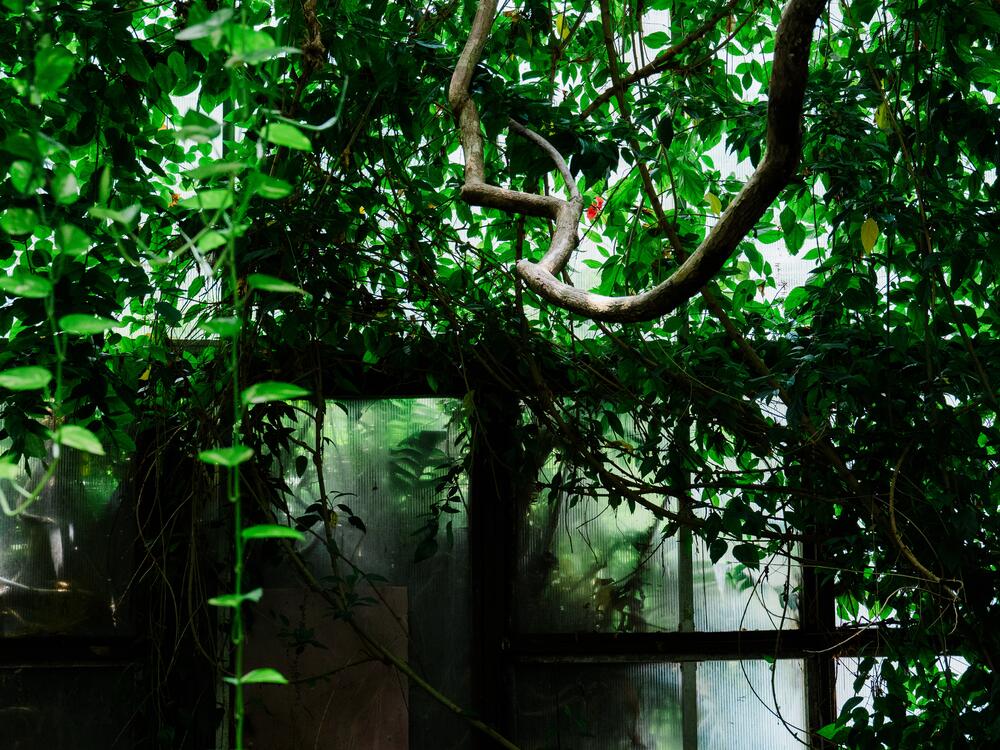 Cacao and coffee trees among other species grow in the rainforest at Biosphere 2 on June 20, 2025, in Oracle, Ariz., U.S.