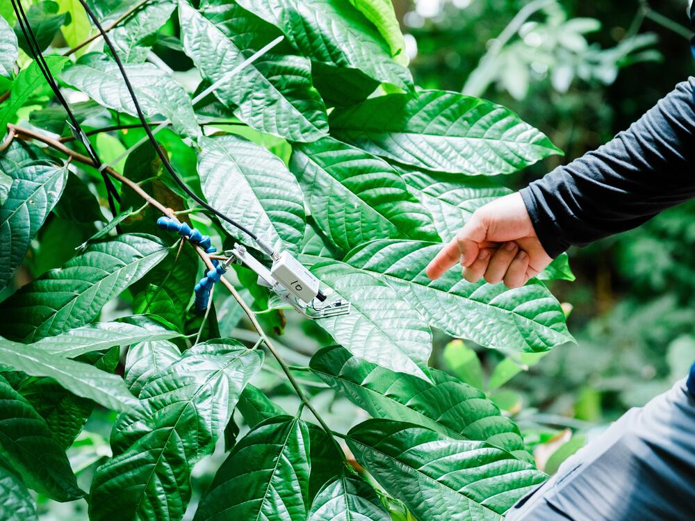Terrestrial bio manager Jason de Leeuw looks at a research sensor on a cacao tree in the rainforest at Biosphere 2 on June 20, 2025, in Oracle, Ariz.