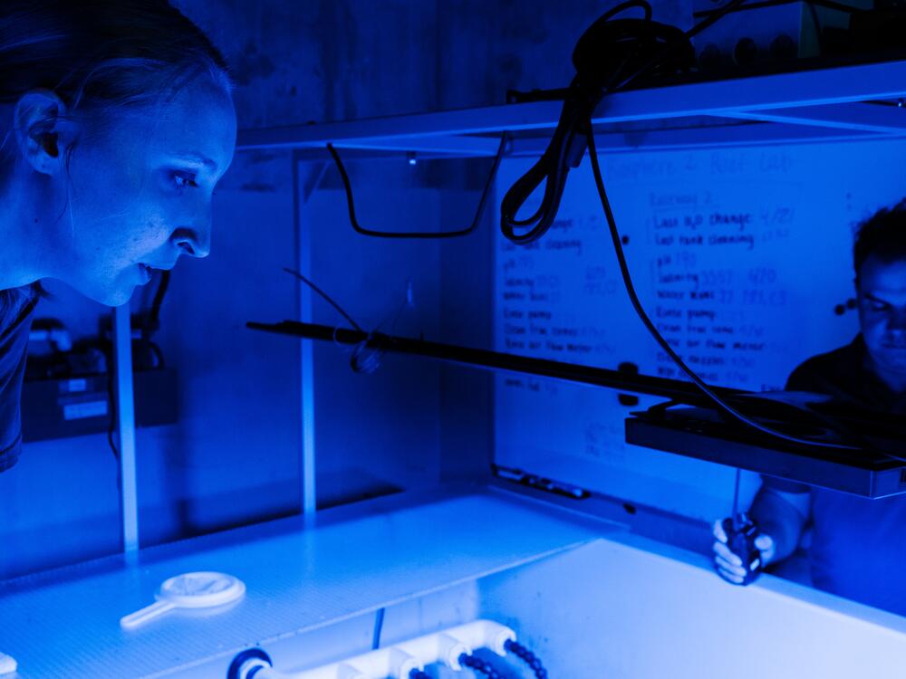 Lia Crocker looks at coral samples in the ocean ecosystem at Biosphere 2 on June 20, 2025, in Oracle, Ariz.