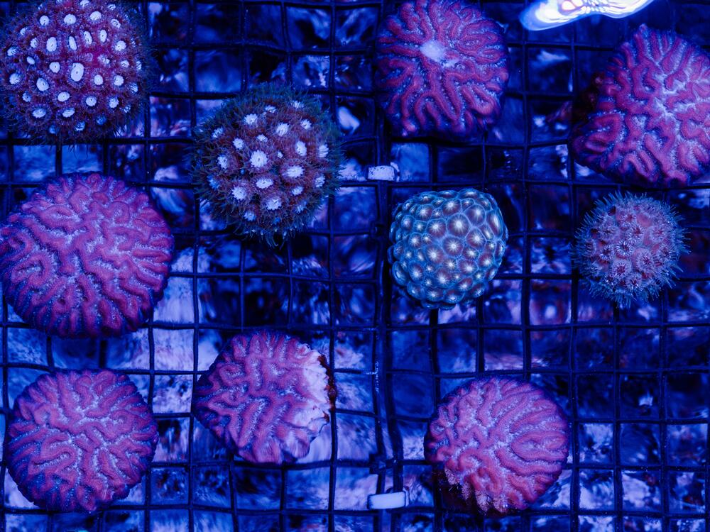 Coral samples in the ocean ecosystem at Biosphere 2 on June 20, 2025, in Oracle, Ariz.