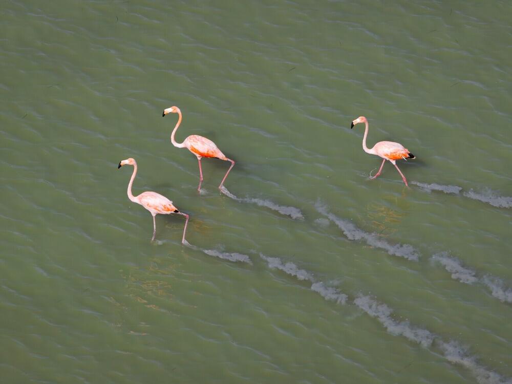 Three American flamingos wade in the shallow waters of Garfield Bight in the Everglades as they forage for food.