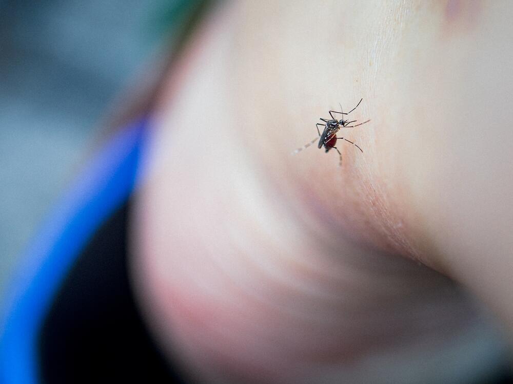 Do your ankles feel like a buffet these days? Test your knowledge of tactics to prevent bites.