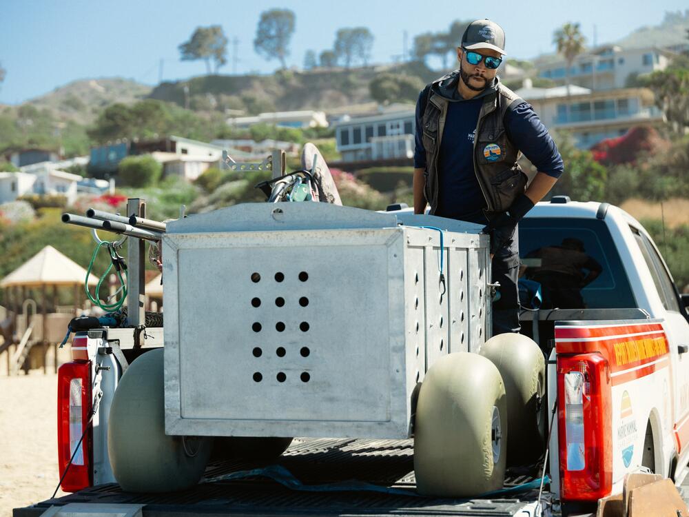 Staff at the Marine Mammal Care Center in San Pedro, Calif., prepare to release Patchouli from her crate so she could return to the wild after being in their care.
