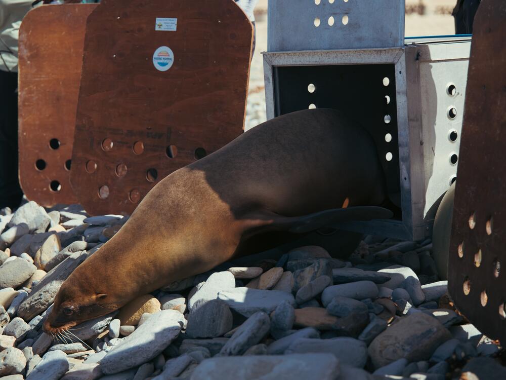 Patchouli was one of the nearly 400 animals the center took in following the algae bloom earlier this year.