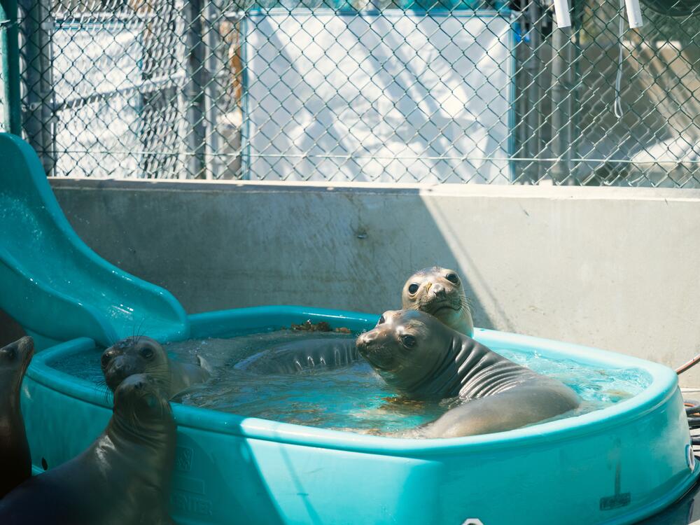 The Marine Mammal Care Center treats seals and sea lions until they can be released back into the wild.