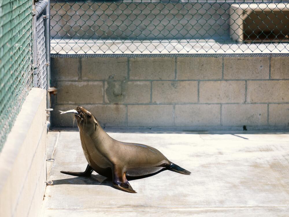 The center has cared for nearly 10,000 marine mammals since 1992.