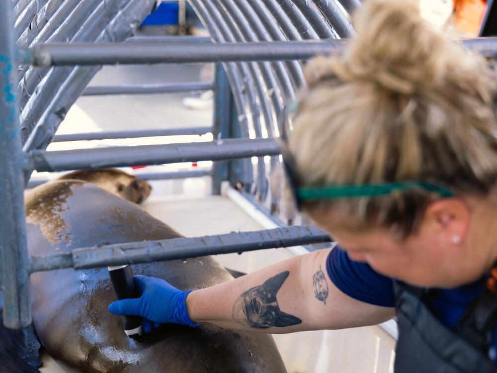 Michelle Rivard, the center's director of animal health and conservation, performs an ultrasound on a sea lion that is recovering from poisoning caused by the toxic algae.