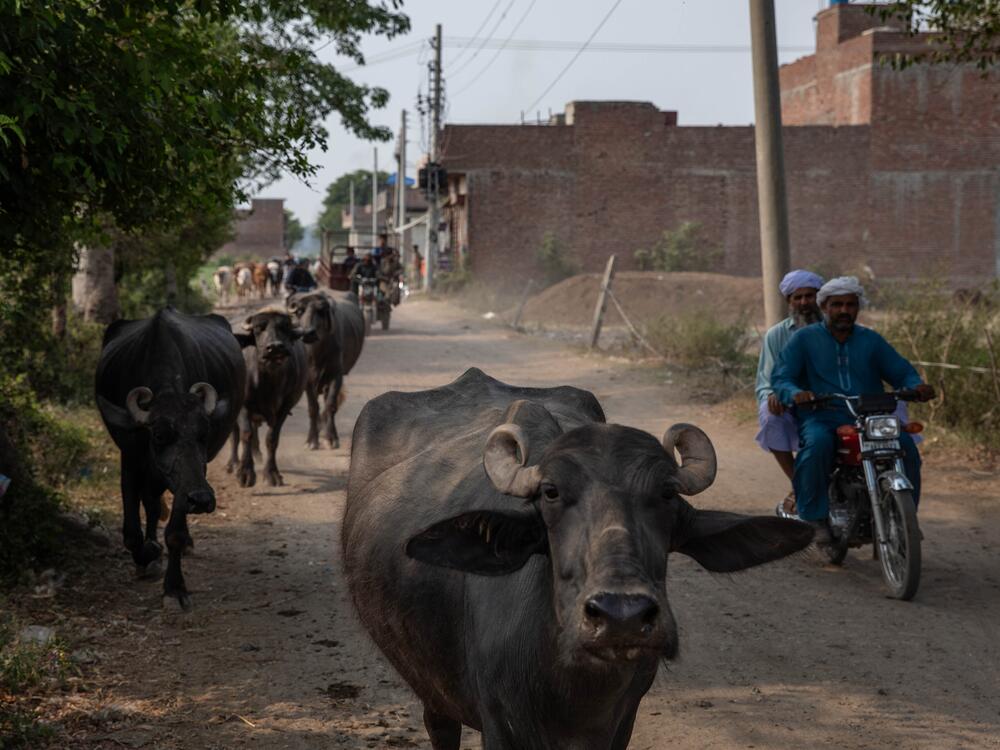 Livestock roams in an agricultural community near the Ravi River, June 6, in Lahore, Pakistan.