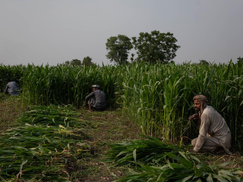 Men harvest corn near the Ravi River in Lahore, Pakistan.