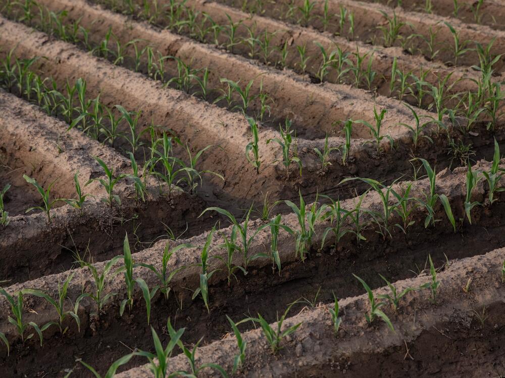 Crops grow near the Ravi River, June 6, Lahore, Pakistan.