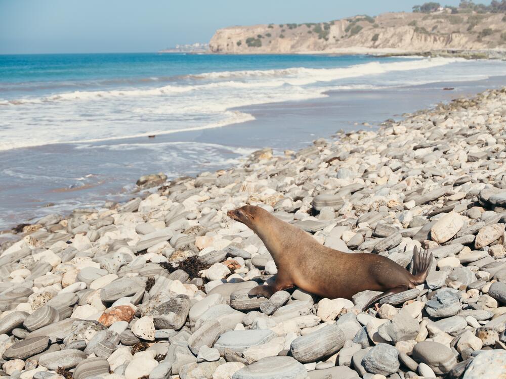 Patchouli is one of the last sea lions released from the Marine Mammal Care Center after a toxic algae bloom in Southern California.