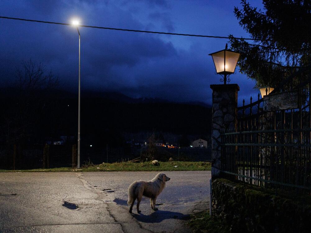 A Maremmano-Abruzzese sheepdog walks through the streets of Pescasseroli at night. It is an Italian breed of livestock guardian dog, indigenous to central Italy, especially Abruzzo. It has been used for centuries by Italian shepherds to guard sheep from wolves.