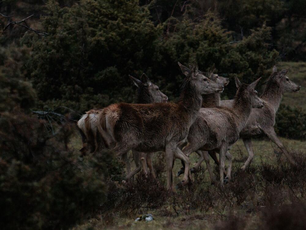 Five female Apennine deer in the valleys of the Camosciara Reserve, near the village of Villetta Barrea in the Abruzzo national park.