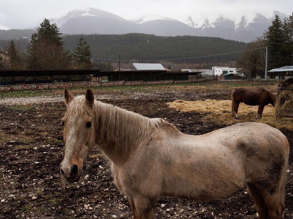 Two horses in Pescasseroli, a town located in the heart of the Abruzzo region,  within the Abruzzo, Lazio, and Molise National Park.
