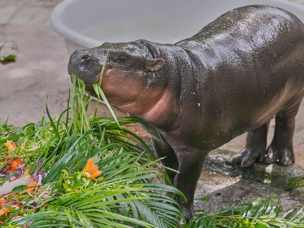 Baby pygmy hippo Moo Deng eats fruit presented for her first birthday celebration at the Khao Kheow Open Zoo in Chonburi province, Thailand, Thursday.