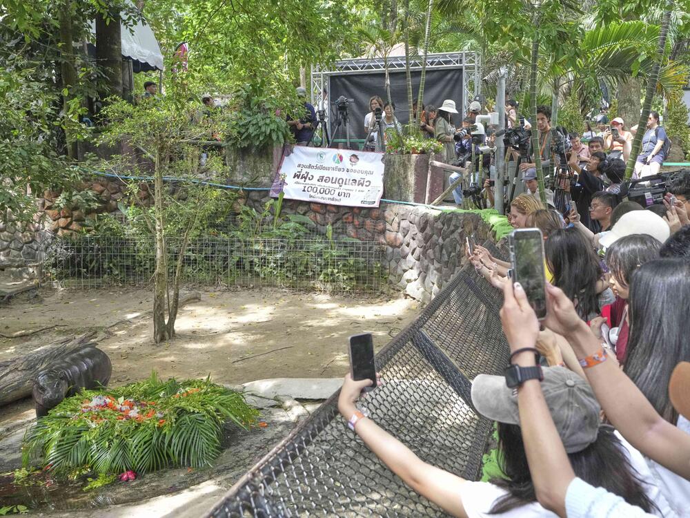 Moo Deng eats fruit presented for her first birthday celebration at the Khao Kheow Open Zoo in Chonburi province, Thailand, on Thursday.