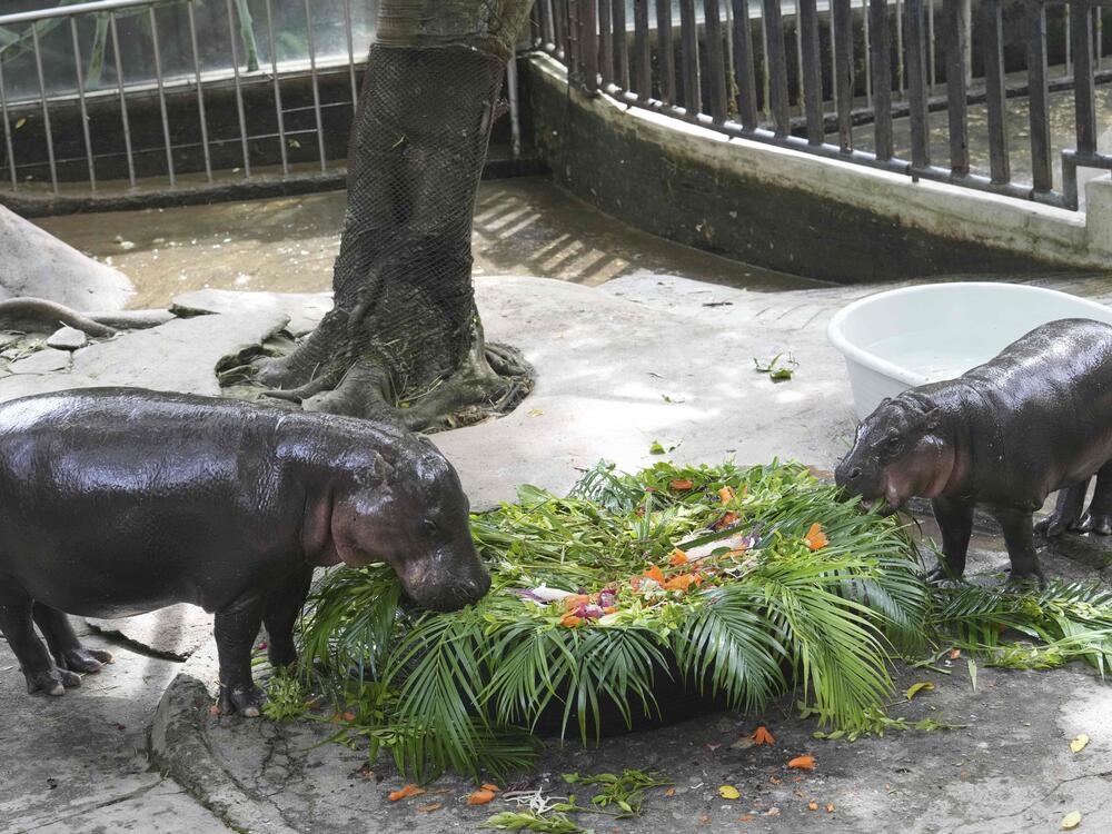 Moo Deng (right) with mother Jona eats fruit presented for her first birthday celebration at the Khao Kheow Open Zoo in Chonburi province, Thailand on Thursday.
