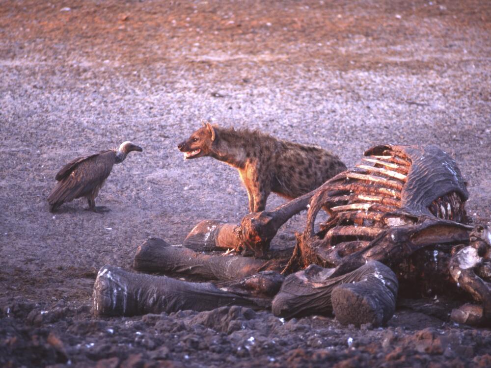 A spotted hyena protects its meal, an elephant carcass, from a vulture in Hwange National Park in Zimbabwe.