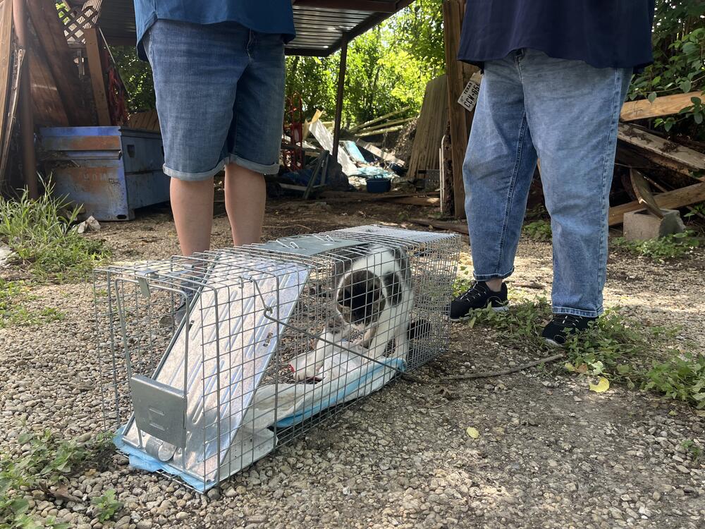 Rambo the cat thrashes in a cat trap near his home in Ingram, Texas on Thursday, July 10. Rambo had been missing for almost a week after the catastrophic flooding in central Texas.