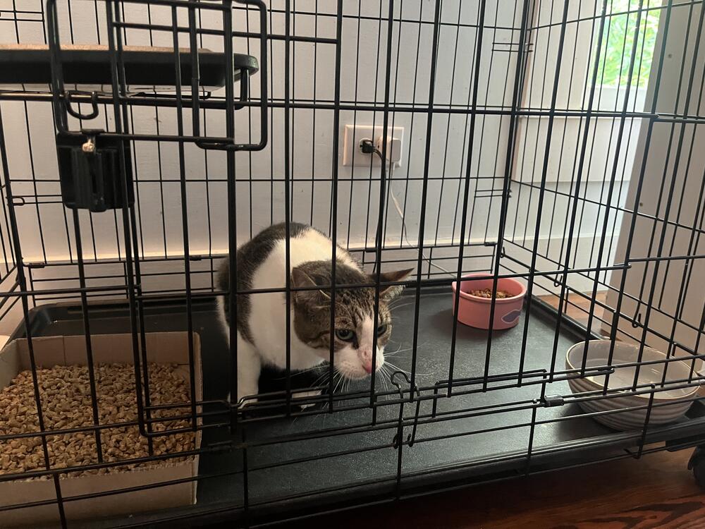 Rambo the cat waits for his owner Cindy McCarthey to come pick him up after getting a full checkup from a volunteer veterinarian in Kerrville, Texas.