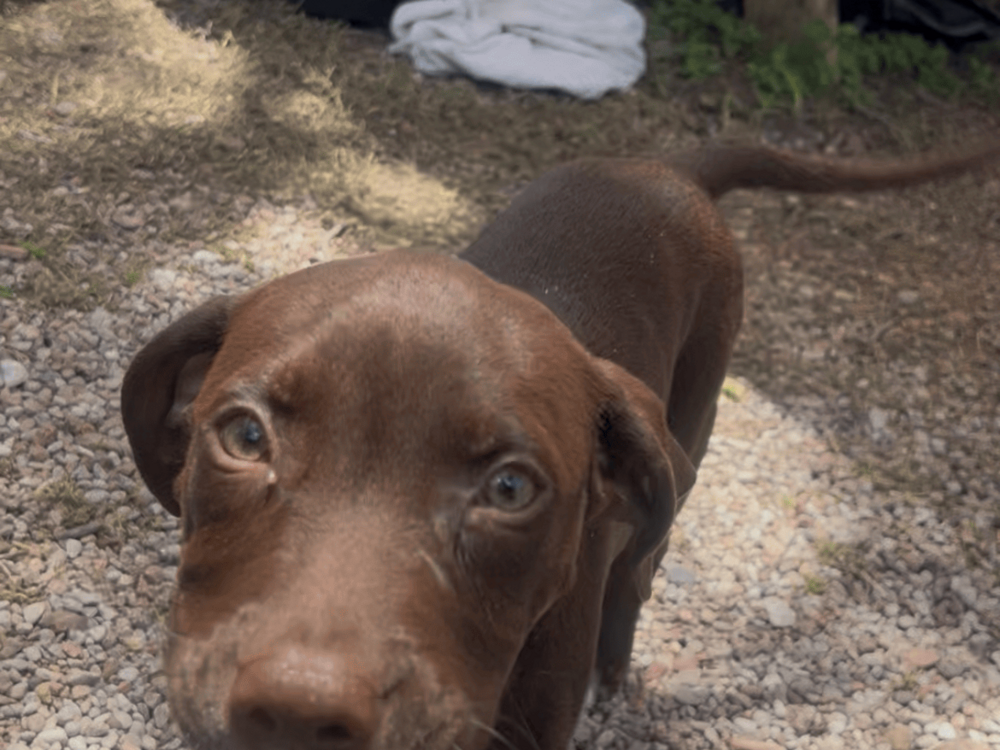 A three-month-old puppy was found wandering by volunteers amidst the destruction left after the catastrophic floods in central Texas.