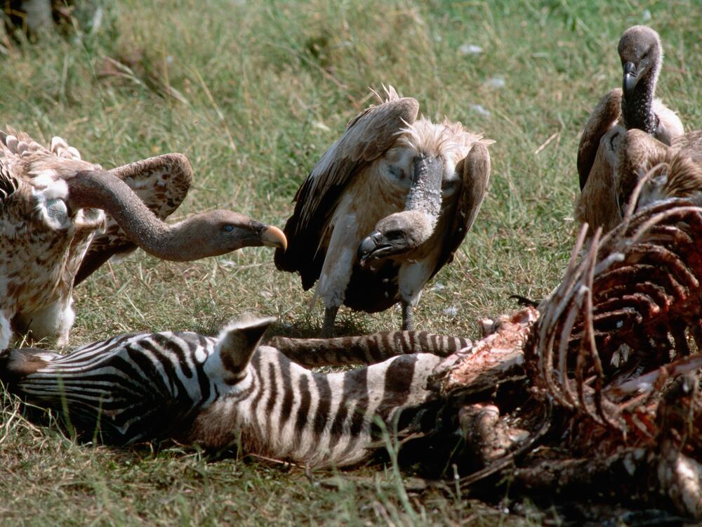 Vultures feast on a zebra carcass, at the Serengeti National Park in Tanzania.