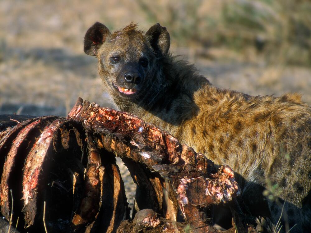 A spotted hyena eats a buffalo carcass at Kruger National Park in South Africa.