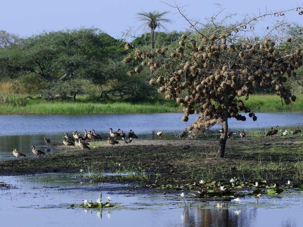Wildlife in Orango National Park on the Bijagós Archipelago.