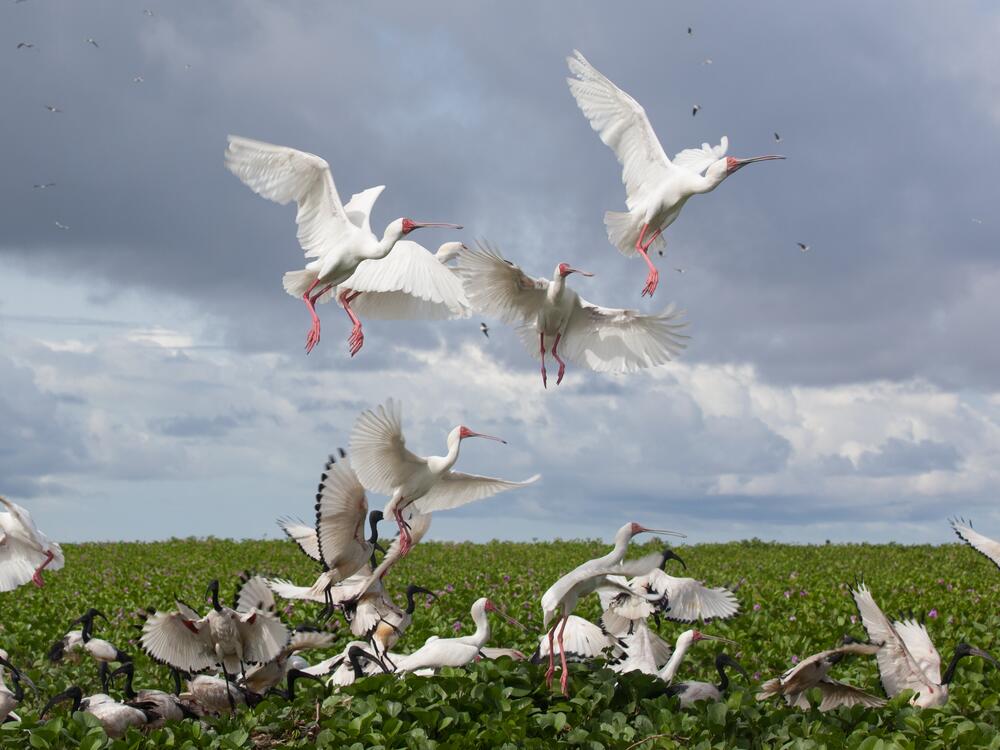 Orango National Park on the Bijagós Archipelago off of the coast of Guinea-Bissau is a newly designated World Heritage Site.
