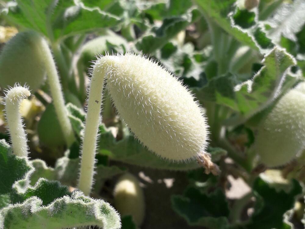 Researchers set out to find the clues behind this cucumbers seed dispersal superpower.