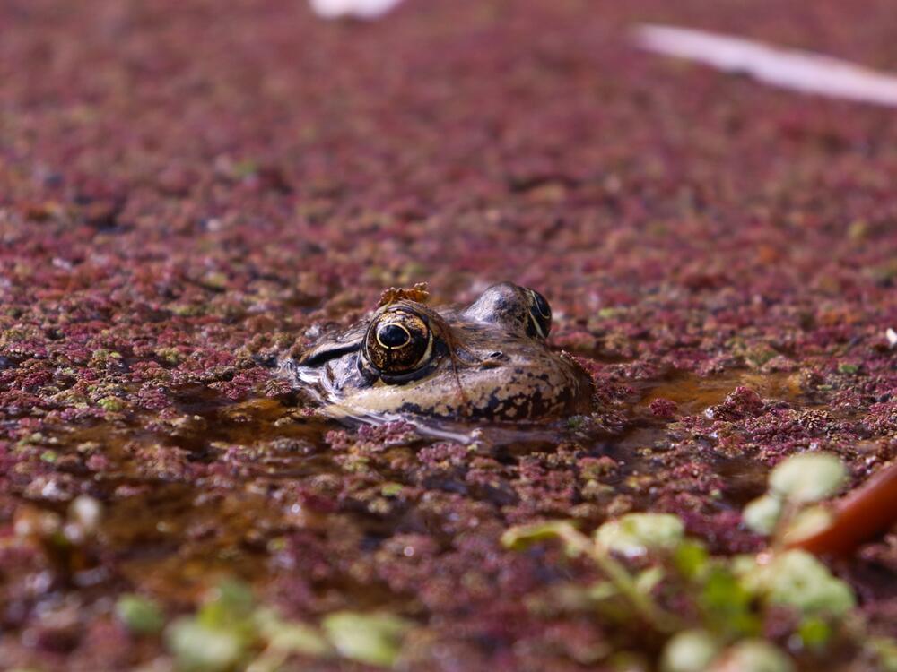 The California red-legged frog used to be prevalent in the wetlands and streams of coastal California and the state's Central Valley before being displaced by invasive species, agriculture and other human development.