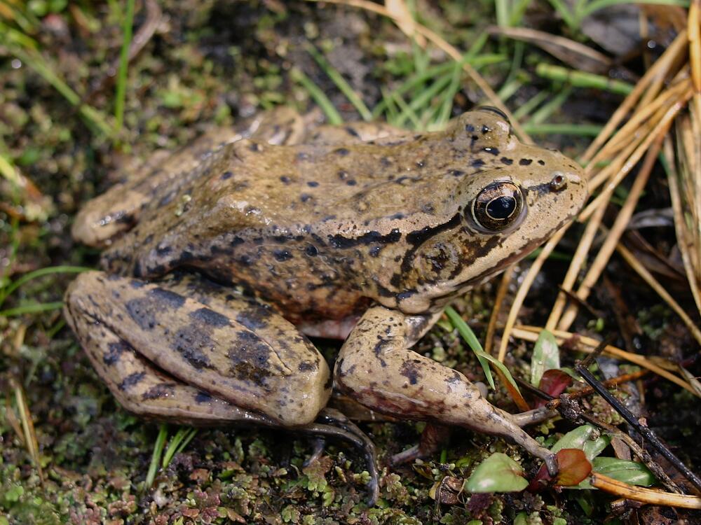 The California red-legged frog, the largest native frog west of the Rocky Mountains, is listed as threatened under the Endangered Species Act.
