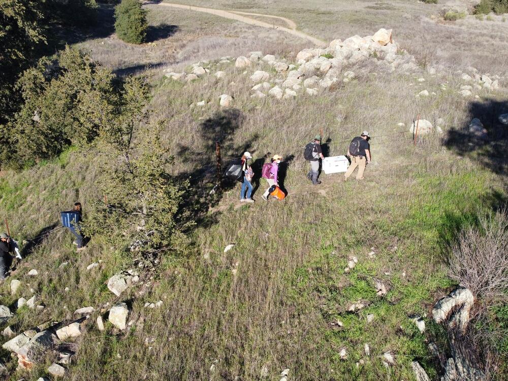 Using coolers, the team of federal wildlife agencies and conservation groups have moved 87 California red-legged frog egg masses to new locations in Southern California.